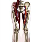 Human Kinetics Medical Atlas Kindle 224‑Page Anatomical Reference-0