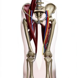 Human Kinetics Medical Atlas Kindle 224‑Page Anatomical Reference-0